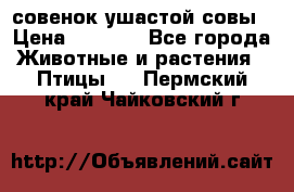 совенок ушастой совы › Цена ­ 5 000 - Все города Животные и растения » Птицы   . Пермский край,Чайковский г.